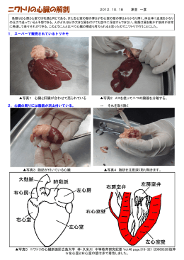 ニワトリの心臓の解剖（PDF：688KB）