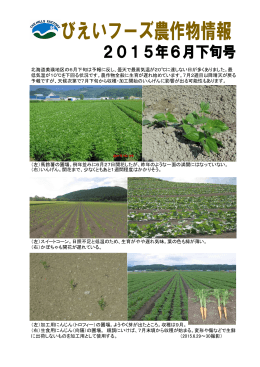 （左）加工用にんじん（トロフィー）の圃場。ようやく芽が出たところ。収穫は9