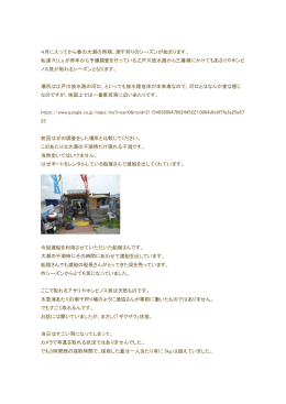 東京湾奥調査 江戸川放水路河口域干潟のアサリ