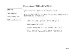 Expression of TLRs of PMDC05