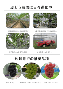 ぶどう栽培は日々進化中 佐賀県での推奨品種