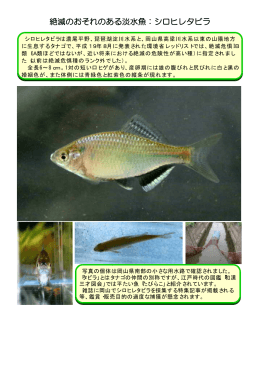 絶滅のおそれのある淡水魚：シロヒレタビラ