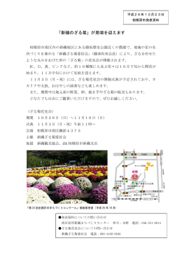 「新磯のざる菊」が見頃を迎えます（PDF形式 164.5KB）