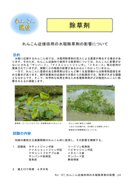 Vol.127 _れんこん近接田用の水稲除草剤の影響