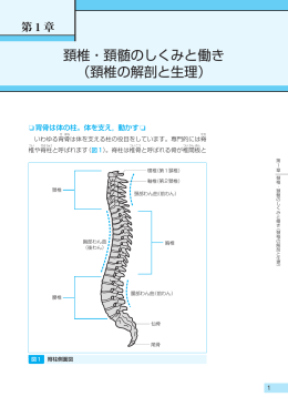 頚椎・頚髄のしくみと働き （頚椎の解剖と生理）