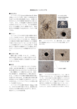 鳥取砂丘のイソコモリグモ 選定理由 イソコモリグモLycosa