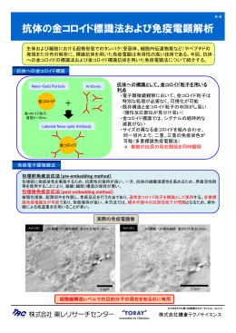 抗体の金コロイド標識法および免疫電顕解析