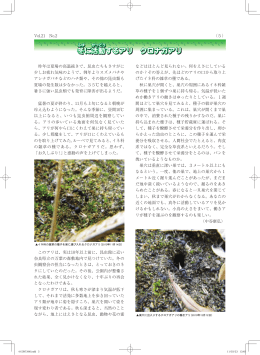 冬に活動するアリ クロナガアリ  （PDF：480KB）
