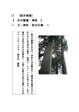 C8 （桜井南部） 【 木の精霊 神杉 】 ～ 天一神社 杉の巨樹 ～