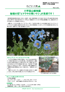 六甲高山植物園 秘境の花「ヒマラヤの青いケシ」が見頃です！
