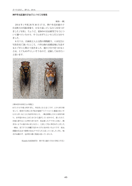 -42- 神戸市北区鹿の子台でエゾゼミを発見 柿本 一帆 2014 年 ( 平成 26