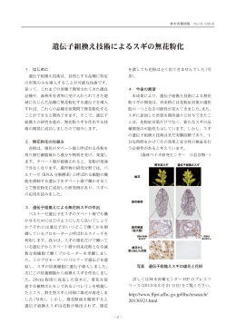 遺伝子組換え技術によるスギの無花粉化（PDF：303KB）