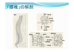 「腰椎」の解剖