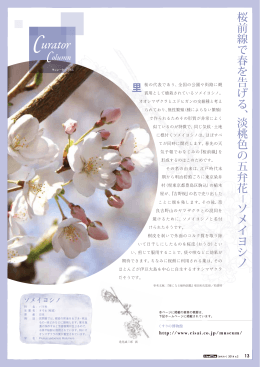 桜前線で春を告げる 、 淡桃色の五弁花 ソメイヨシノ ̶