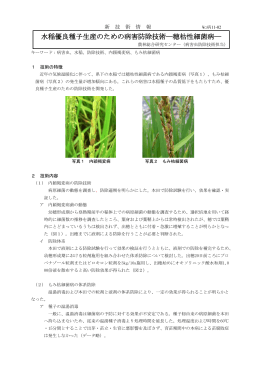 水稲優良種子生産のための病害防除技術―穂枯性細菌病―