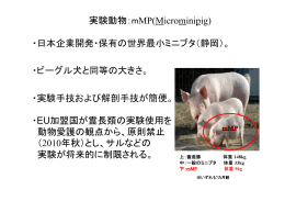 実験動物：mMP(Microminipig) ・日本企業開発・保有の世界最小ミニブタ