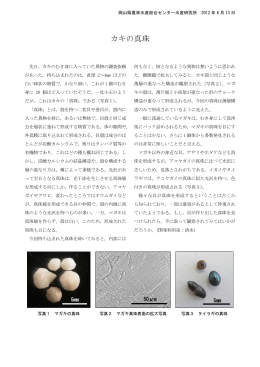 カキの真珠 [PDFファイル／140KB]