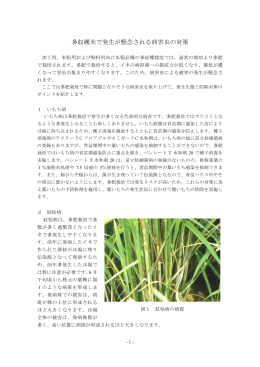 多収穫米で発生が懸念される病害虫の対策