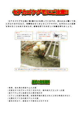 セアカゴケグモは強い毒(雌のみ)を持っていますが、突かれると