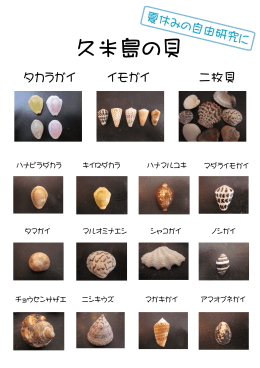 久米島の貝 コピー
