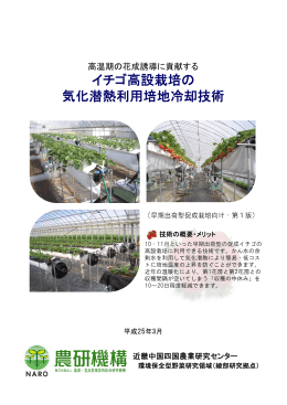 イチゴ高設栽培の 気化潜熱利用培地冷却技術