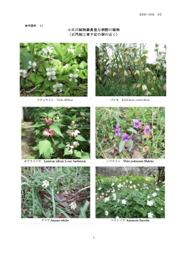 小石川植物園貴重な塀際の植物 （正門側工事予定の塀の近く）