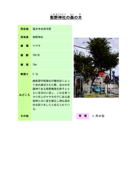 23福井：熊野神社の森の木（PDF形式 99キロバイト）
