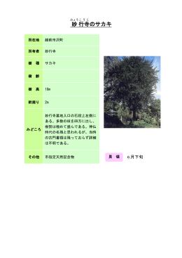 15丹南：妙行寺のサカキ（PDF形式 188キロバイト）