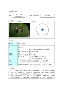 住まいの害虫⑮ 名前： カメムシ類 （スコットカメムシ） 発生しやすい時期