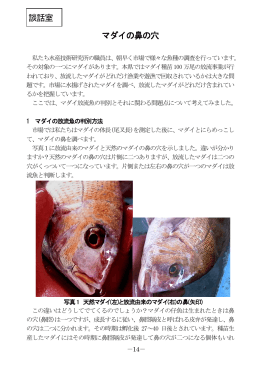 談話室 マダイの鼻の穴 - 静岡県/水産技術研究所