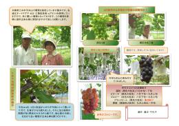 兵庫県三木市平井山で葡萄を栽培しています藤井です。私 達はオート
