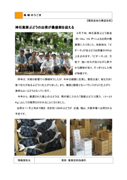 神石高原ぶどうの出荷が最盛期を迎える (PDFファイル)