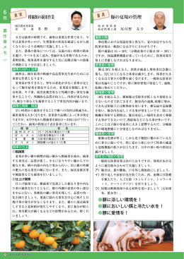 柑橘類の摘果作業