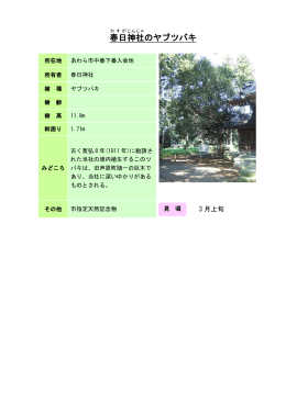 4福井：春日神社のヤブツバキ（PDF形式 146キロバイト）