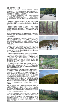光岳（てかりだけ）への道 光岳に登るには、以前は寸又川左岸林道を柴沢