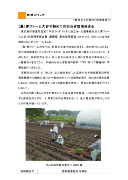 （農）夢ファーム大谷で初めての白ねぎ栽培始まる (PDFファイル)