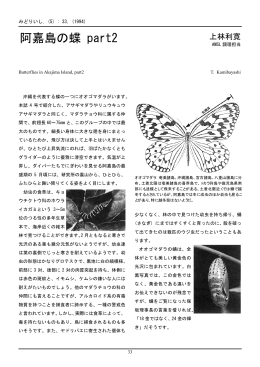 阿嘉島の蝶 part2 - AMSL 阿嘉島臨海研究所