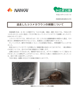 逃走したコツメカワウソの捕獲について(PDF:164KB)