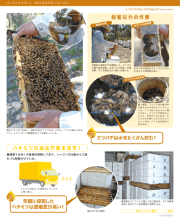 ハチミツの抽出作業を見学！ 採蜜以外の作業 ミツバチは水をたくさん