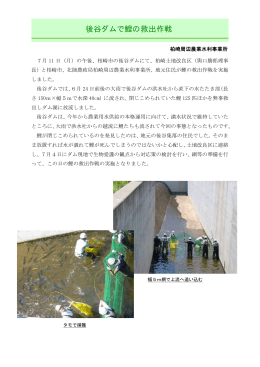 平成23年 7月11日：後谷ダムで鯉の救出作戦（PDF：163KB）