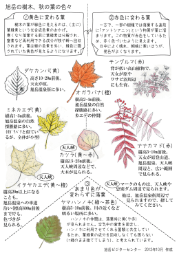 旭岳の樹木、秋の葉の色々