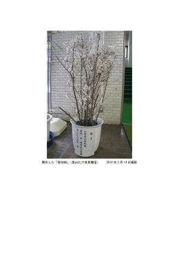 開花した「啓翁桜」（奥山仁六会長贈呈） 2014 年 2 月 14 日撮影