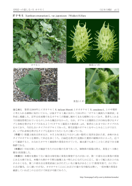 オナモミ Xanthium strumarium L. var. japonicum (Widder) H.Hara