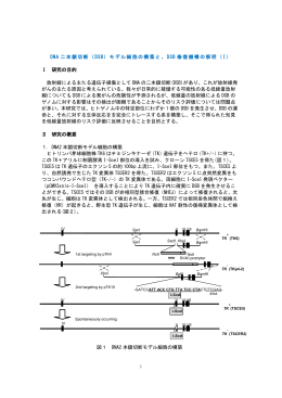 DNA 二本鎖切断（DSB）モデル細胞の構築と、DSB 修復機構の