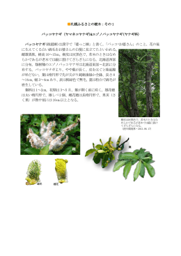 雌 花 札幌ふるさとの樹木：その1 バッコヤナギ（ヤマネコヤナギ)&エゾノ