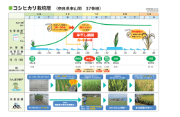 コシヒカリ栽培暦 （奈良県東山間 37株植）