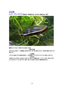 （昆虫類） (ファイル名：19kisyorisuto_kontyu サイズ：791.20