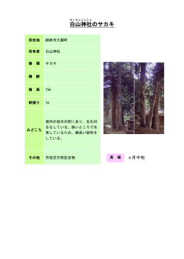 14丹南：白山神社のサカキ（PDF形式 164キロバイト）