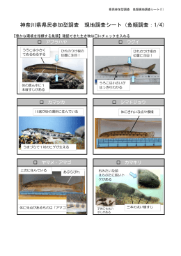 神奈川県県民参加型調査 現地調査シート（魚類調査：1/4）