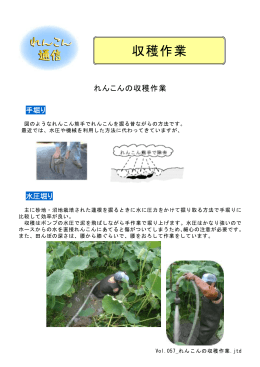 Vol.057 _れんこんの収穫作業